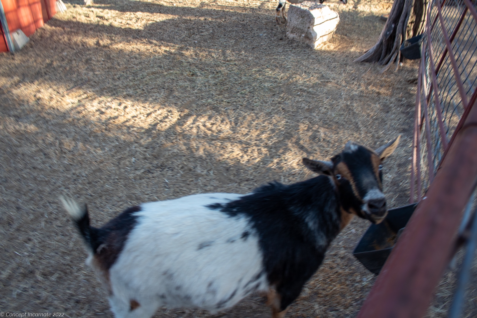 Goat eating feed.