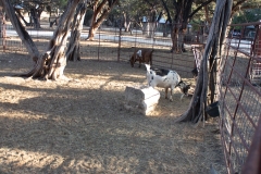 Goats eating feed.