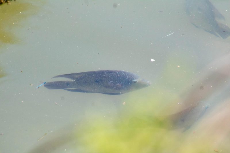 Fish in Medina River