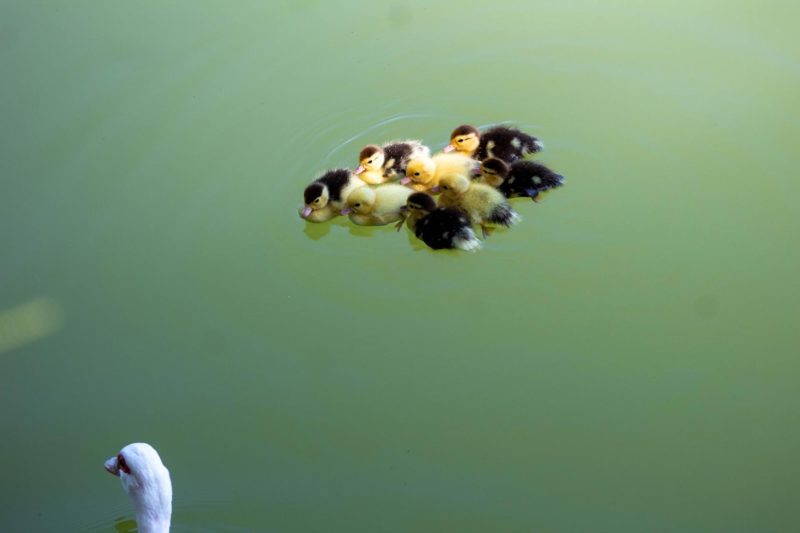 Ducklings on Medina River.