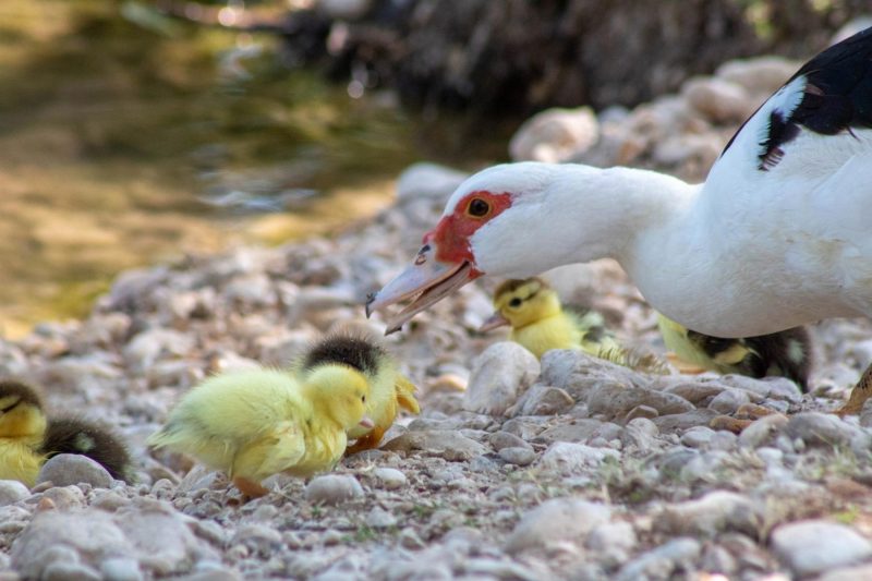 Mama duck and ducklings