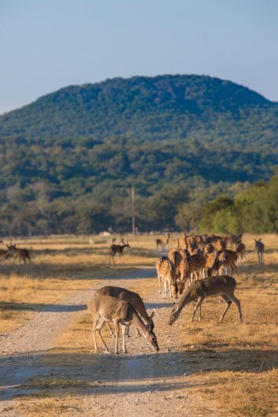 free range deer on trail