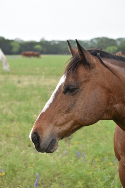 horse
