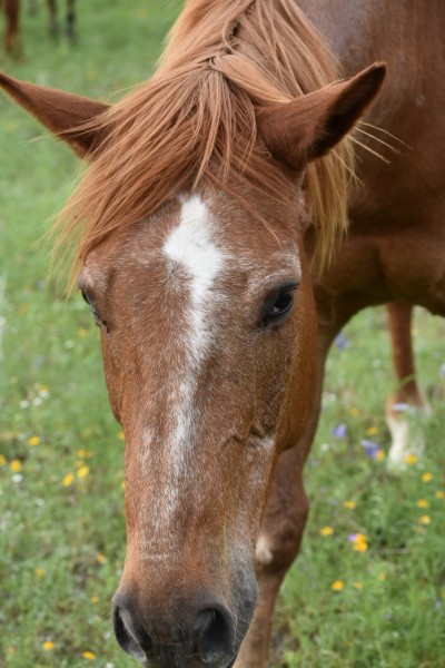 horse