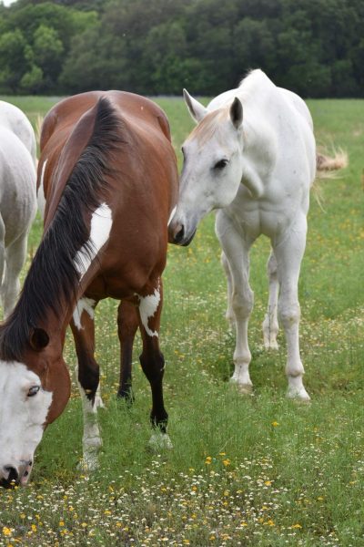 multiple horses