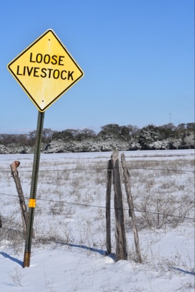 snow covered field
