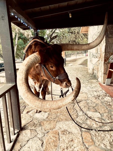 Red neck the long horn