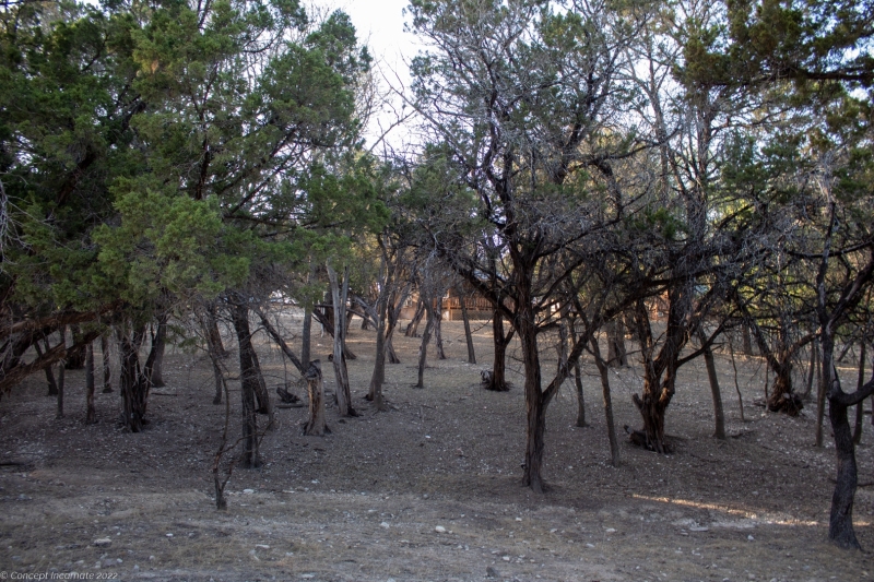 Outdoor shot of cabins, with many trees.