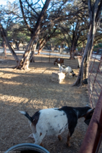 Goats eating feed.