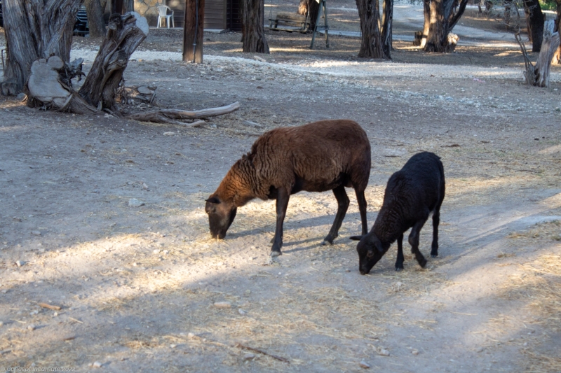 Wild roaming goats.