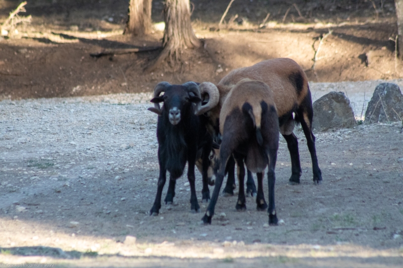 Wild roaming goats.