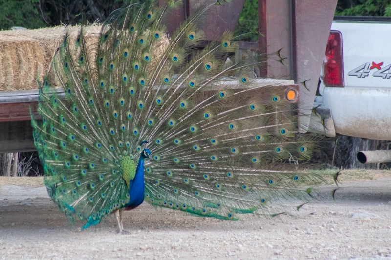 Peacock near hay truck.