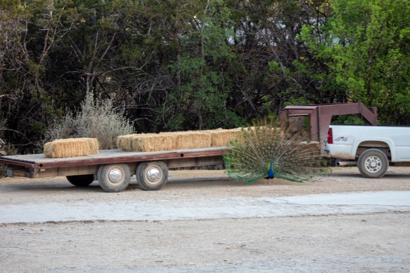 Peacock near hay truck.