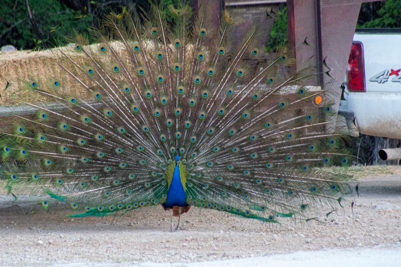 Peacock near hay truck.