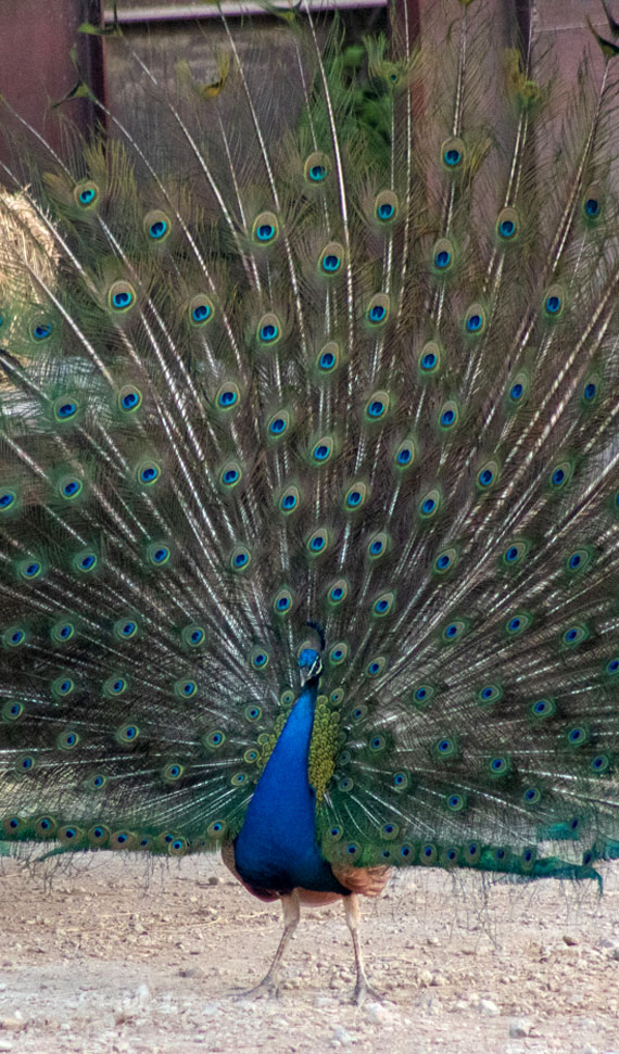 Peacock strutting his feathers