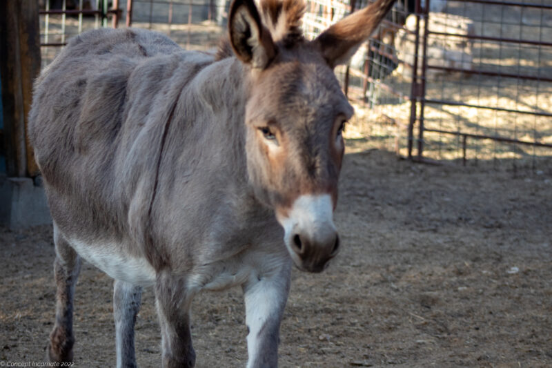 Burro - A donkey in a pen