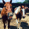 Horses Honey and Painted TJ Smile
