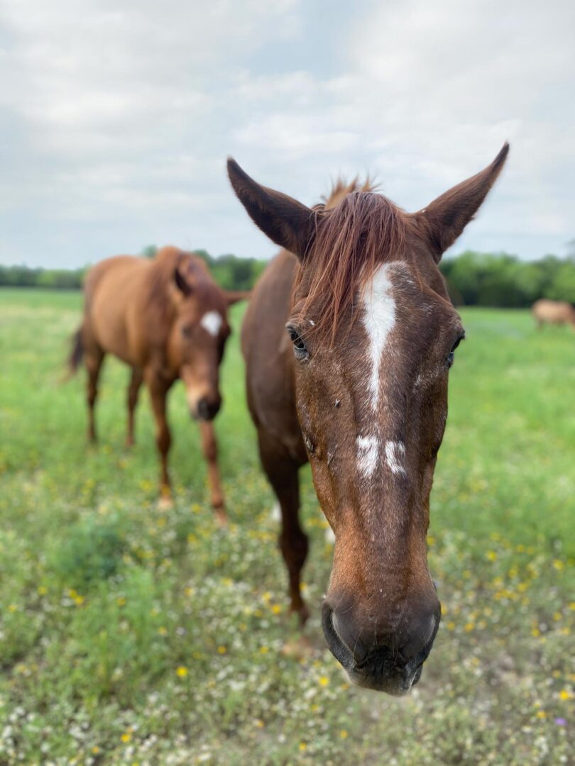 Horse Winston in a green field