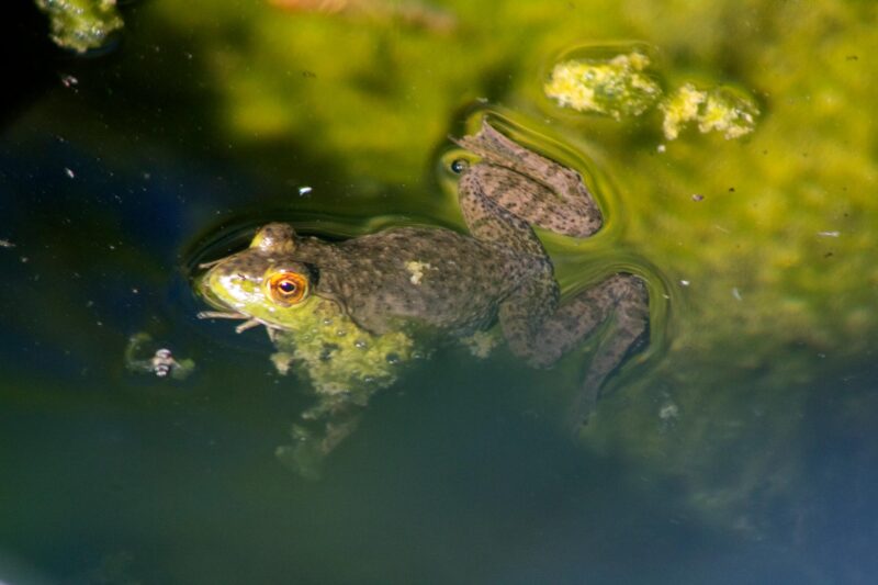 rio grande frog swimming 