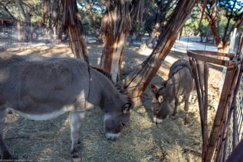 Two donkeys eating hay.